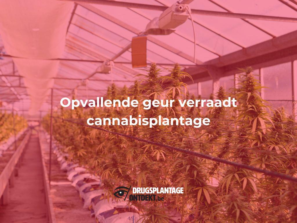 Schoten - Opvallende geur verraadt cannabisplantage